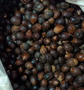 High-Quality Organic Nutmeg (Jathi) for sale
