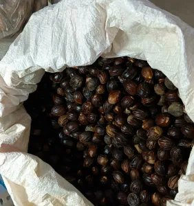 High-Quality Organic Nutmeg (Jathi) for sale
