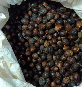 High-Quality Organic Nutmeg (Jathi) for sale