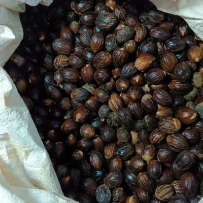High-Quality Organic Nutmeg (Jathi) for sale