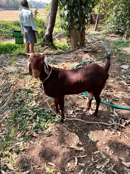 Sirohi Goat
